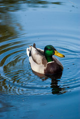 Mallard duck