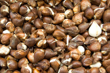 Netherlands (aka Holland), Amsterdam. Bloemenmark (aka floating flower market). Tulip bulbs for sale.