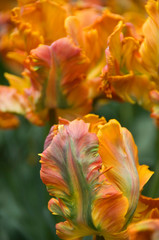 Netherlands (aka Holland), Lisse. Keukenhof Gardens, the world's largest bulb flower park with over 4.5 million tulips in 100 varieties, parrot tulips.