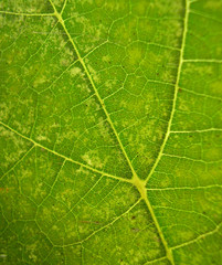 Leaf of a walnut. Background.