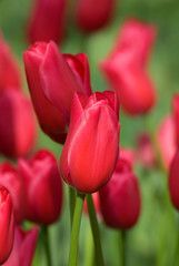 Netherlands (aka Holland), Lisse. Keukenhof Gardens, the world's largest bulb flower park with over 4.5 million tulips in 100 varieties.
