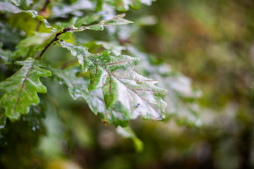 Wet leaves in rainy weather.