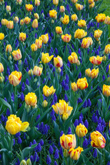 Netherlands, Lisse, Keukenhof Gardens, Lupine and Tulips