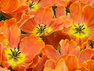 The Netherlands, Lisse, Keukenhof Gardens. Close-up of orange tulips.
