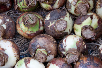 Bulbs at the Bloemenmarket