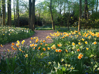 Daffodil along path in woodland spring garden