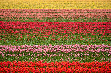 Rows and rows of colorful tulips growing in Holland
