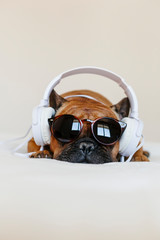 cute brown french bulldog sitting on the bed at home and looking at the camera. Funny dog listening...