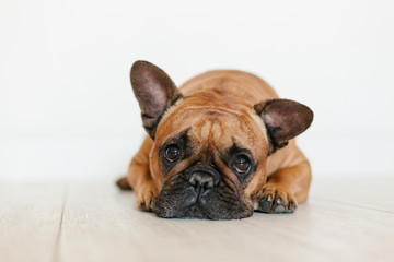 cute brown french bulldog lying on the floor at home and looking at the camera. Funny and playful expression. Pets indoors and lifestyle
