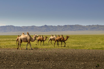 Fototapeta na wymiar Kamelherde in der weiten Steppenlandschft der Mongoloei