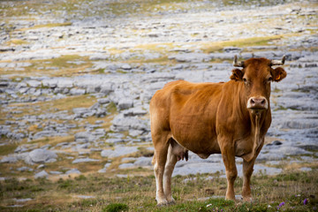 vaca en las montañas de los pirineos de españa