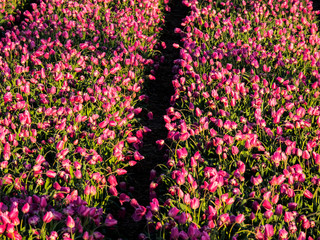 Netherlands, Kop van Noord-Holland, Tulip Fields in Holland