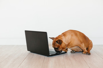 cute brown french bulldog working on laptop at home and feeling tired. Pets indoors, lifestyle and...