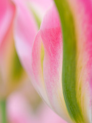 The Netherlands, Lisse, Keukenhof Gardens. Close-up of tulips 'Virichic'.