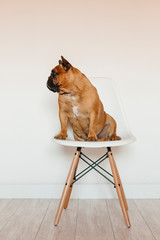 cute brown french bulldog sitting on a chair at home and looking at the camera. Funny and playful expression. Pets indoors and lifestyle