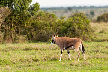 Naklejka na ściany i meble Beisa Oryx in profile