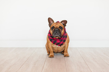 cute brown french bulldog sitting at home and looking at the camera. Funny and playful expression....