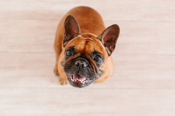 cute brown french bulldog sitting on the floor at home and looking at the camera. Funny and playful expression. Pets indoors and lifestyle