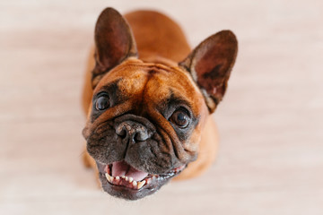 cute brown french bulldog sitting on the floor at home and looking at the camera. Funny and playful expression. Pets indoors and lifestyle