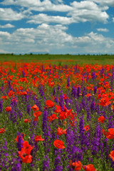 Bright field of poppies and delphinium, Crimea