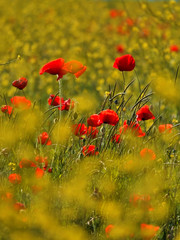 Red poppies on a yellow field, Crimea