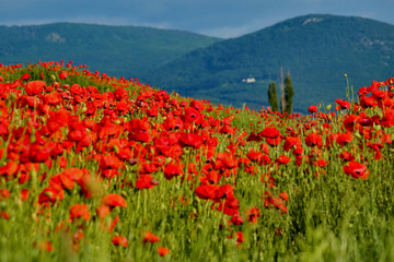 Poppy field on a background of mountains, Crimea