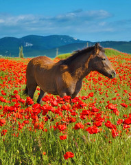 Horse in a poppy field on a background of mountains, Crimea