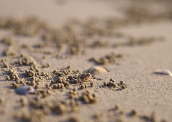 Fototapeta na wymiar Tiny Crab Makes Sand Art