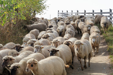 Fototapeta premium Romania. Magura. Flock of sheep.