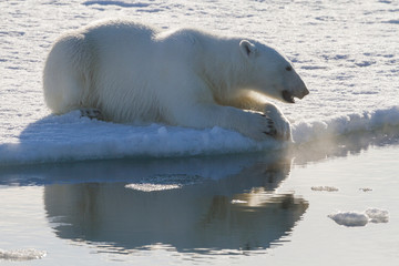 Naklejka na ściany i meble Norway, Svalbard. Polar bear backlit as it sits at the edge of the ice.