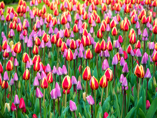 Multicolored flowers in Spring bloom
