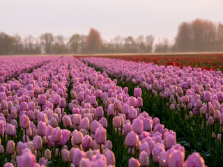 Netherlands, Nord Holland, Selective Focus of Tulip field with dew drops