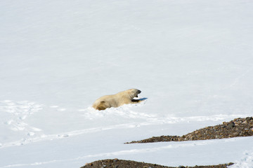 Naklejka premium Norway. Svalbard. Hornsund. Burgerbutka. Polar bear (Ursus maritimus).