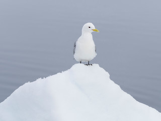 Obraz premium Arctic Ocean, Norway, Svalbard. Kittiwake on ice floe.