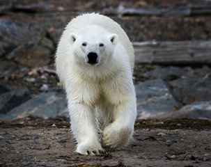 Norway, Svalbard. Frontal view of polar bear on rocky ground.