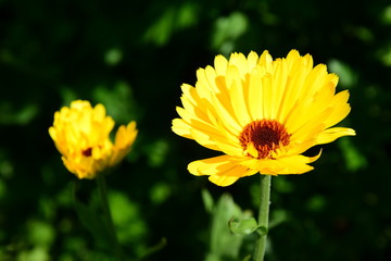 Ringelblumen - Calendula - Alternativmedizin