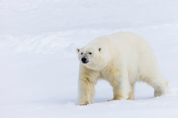 Obraz na płótnie Canvas Arctic, Norway, Svalbard, Spitsbergen, pack ice, polar bear (Ursus maritimus) Male polar bear.