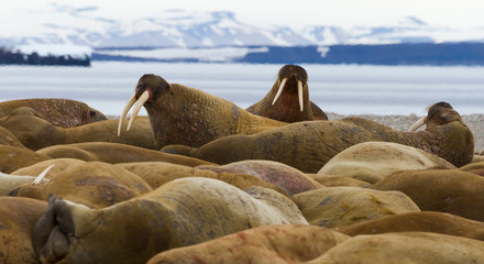 Fototapeta na wymiar Norway, Svalbard, Torellneset. Group of walruses resting.
