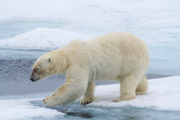 Fototapeta na wymiar Norway, Svalbard. Polar bear on sea ice stepping across water.