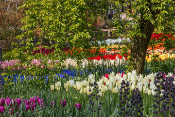 Keukenhof gardens. Netherlands.
