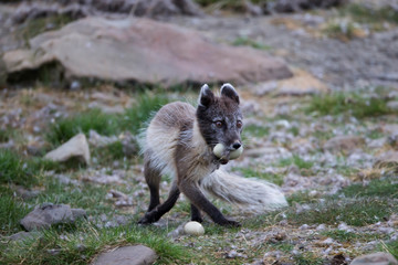Arctic, Norway, Svalbard, Spitsbergen, Longyearbyen, Arctic fox (Alopex lagopus) Arctic fox with eider duck egg.