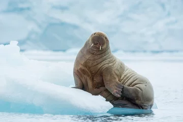 Fototapete Walross Norwegen. Spitzbergen. Insel Nordaustlandet. Brasvelbreen. Junges Atlantisches Walross (Odobenus rosmarus) ruht auf einer Eisscholle.