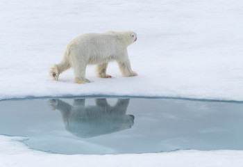 Obraz na płótnie Canvas Arctic Ocean, Norway, Svalbard. Polar bear walking.