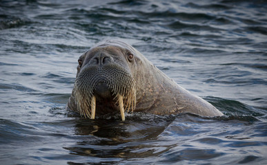 Fototapeta premium Norway, Svalbard. Close-up of walrus in water looking at camera.