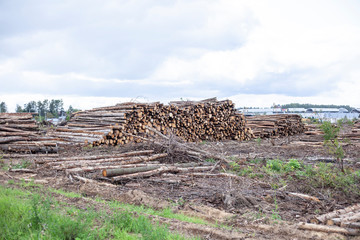 Harvesting the forest. Sawn forest. Logs lie in rows. Coniferous forest was processed into logs for the manufacture of boards. Felling trees. The wood processing industry uses wood.