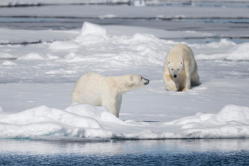 Naklejka na ściany i meble Arctic, Norway, Svalbard, Spitsbergen, pack ice, polar bear (Ursus maritimus) Big male polar bear chasing young male.
