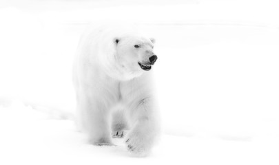 Obraz na płótnie Canvas Norway, Arctic Ocean, Svalbard. Walking polar bear.