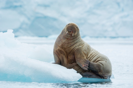 Norway. Svalbard. Nordaustlandet Island. Brasvelbreen. Young Atlantic walrus (Odobenus rosmarus) resting on an ice floe.