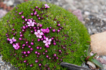 Norway, Svalbard, Spitsbergen, Fakse Bay. Moss campion (Silene acaulis) aka cushion pink. Small mountain-dwelling and tundra wildflower.
