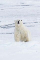 Arctic, Norway, Svalbard, Spitsbergen, pack ice, polar bear (Ursus maritimus) Male polar bear.